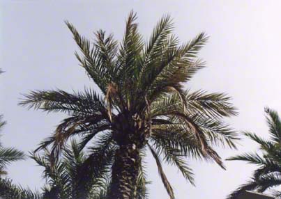 Palme 1