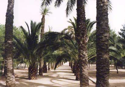Ein Palmenhain, gerade recht zur Siesta.