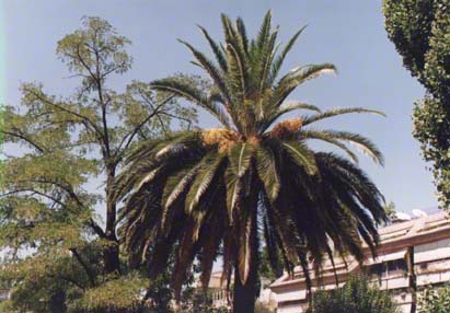 Palme in Granada