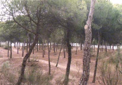 Ein Pinienwald
